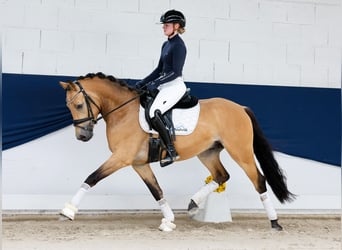 Pony tedesco, Stallone, 3 Anni, 145 cm, Falbo