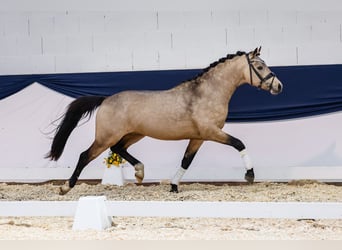Pony tedesco, Stallone, 3 Anni, 145 cm, Falbo