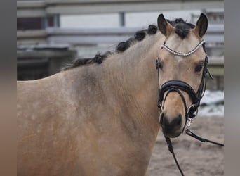 Pony tedesco, Stallone, 3 Anni, 145 cm, Pelle di daino