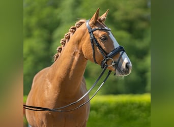 Pony tedesco, Stallone, 3 Anni, 145 cm, Sauro