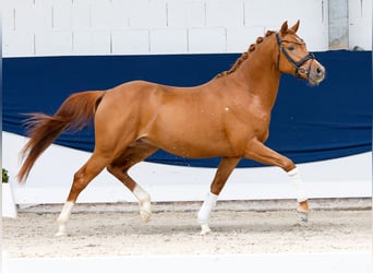 Pony tedesco, Stallone, 3 Anni, 145 cm, Sauro scuro