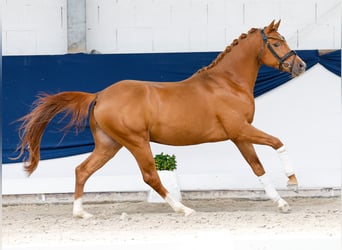 Pony tedesco, Stallone, 3 Anni, 145 cm, Sauro scuro