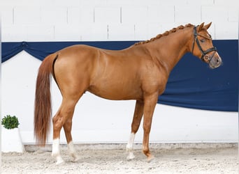 Pony tedesco, Stallone, 3 Anni, 145 cm, Sauro scuro