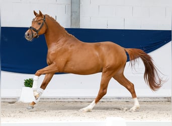 Pony tedesco, Stallone, 3 Anni, 145 cm, Sauro scuro