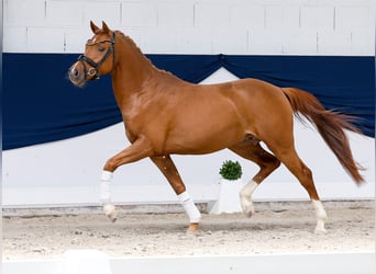 Pony tedesco, Stallone, 3 Anni, 145 cm, Sauro scuro