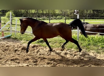 Pony tedesco, Stallone, 3 Anni, 146 cm, Baio