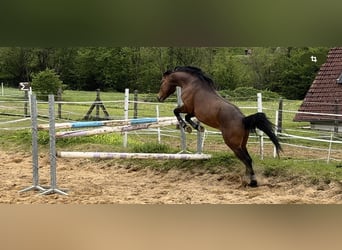 Pony tedesco, Stallone, 3 Anni, 146 cm, Baio