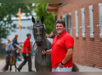 Pony tedesco, Stallone, 3 Anni, 146 cm, Baio roano