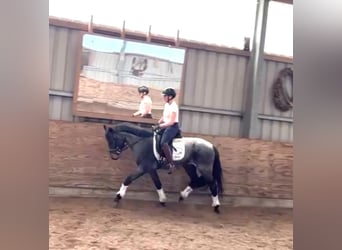 Pony tedesco, Stallone, 3 Anni, 146 cm, Baio roano