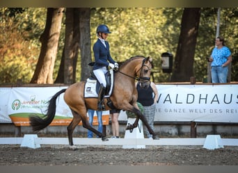Pony tedesco, Stallone, 3 Anni, 146 cm