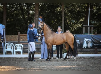 Pony tedesco, Stallone, 3 Anni, 146 cm