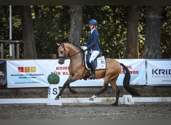 Pony tedesco, Stallone, 3 Anni, 146 cm