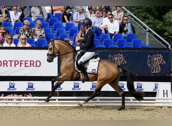 Pony tedesco, Stallone, 3 Anni, 146 cm