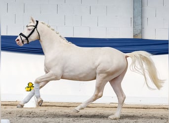 Pony tedesco, Stallone, 3 Anni, 146 cm, Cremello