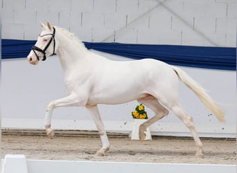 Pony tedesco, Stallone, 3 Anni, 146 cm, Cremello