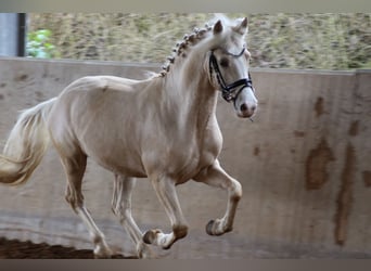 Pony tedesco, Stallone, 3 Anni, 146 cm, Palomino