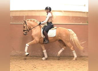 Pony tedesco, Stallone, 3 Anni, 146 cm, Palomino