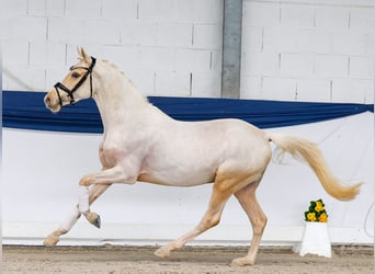 Pony tedesco, Stallone, 3 Anni, 146 cm, Palomino
