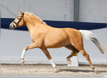 Pony tedesco, Stallone, 3 Anni, 146 cm, Palomino