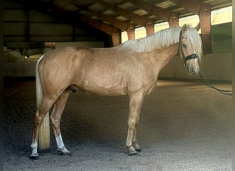 Pony tedesco, Stallone, 3 Anni, 146 cm, Palomino