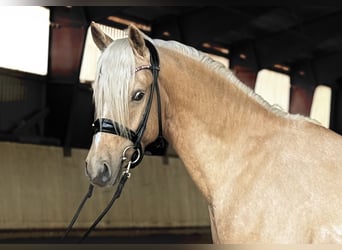 Pony tedesco, Stallone, 3 Anni, 146 cm, Palomino