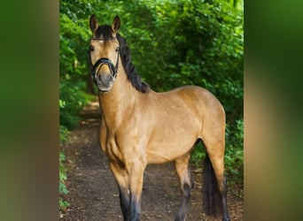 Pony tedesco, Stallone, 3 Anni, 146 cm, Pelle di daino