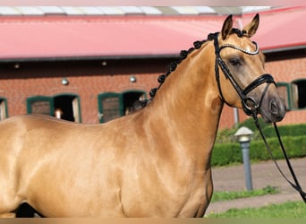 Pony tedesco, Stallone, 3 Anni, 146 cm, Pelle di daino