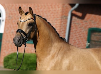 Pony tedesco, Stallone, 3 Anni, 146 cm, Pelle di daino
