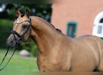 Pony tedesco, Stallone, 3 Anni, 146 cm, Pelle di daino