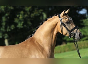 Pony tedesco, Stallone, 3 Anni, 146 cm, Pelle di daino