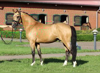 Pony tedesco, Stallone, 3 Anni, 146 cm, Pelle di daino