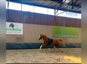 Pony tedesco, Stallone, 3 Anni, 146 cm, Sauro