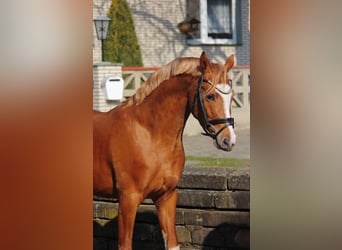 Pony tedesco, Stallone, 3 Anni, 146 cm, Sauro