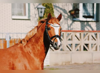 Pony tedesco, Stallone, 3 Anni, 146 cm, Sauro