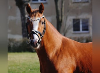 Pony tedesco, Stallone, 3 Anni, 146 cm, Sauro