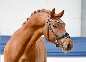 Pony tedesco, Stallone, 3 Anni, 146 cm, Sauro