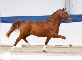 Pony tedesco, Stallone, 3 Anni, 146 cm, Sauro