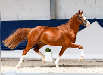 Pony tedesco, Stallone, 3 Anni, 146 cm, Sauro