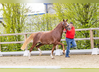 Pony tedesco, Stallone, 3 Anni, 146 cm, Sauro