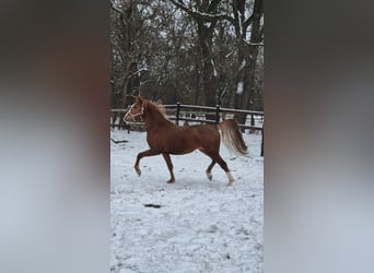 Pony tedesco, Stallone, 3 Anni, 146 cm, Sauro scuro