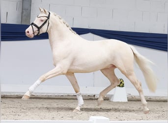 Pony tedesco, Stallone, 3 Anni, 147 cm, Cremello
