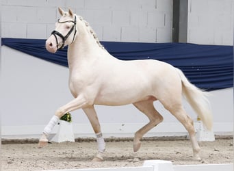 Pony tedesco, Stallone, 3 Anni, 147 cm, Cremello