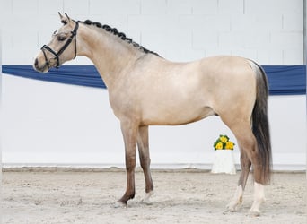 Pony tedesco, Stallone, 3 Anni, 147 cm, Falbo
