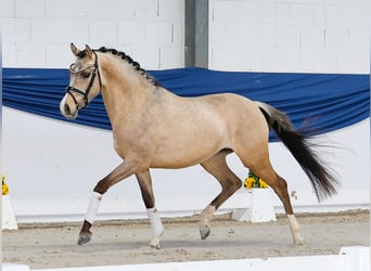 Pony tedesco, Stallone, 3 Anni, 147 cm, Falbo