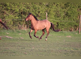 Pony tedesco, Stallone, 3 Anni, 147 cm, Falbo