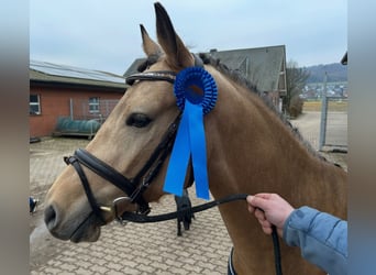 Pony tedesco, Stallone, 3 Anni, 147 cm, Pelle di daino