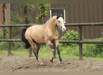 Pony tedesco, Stallone, 3 Anni, 147 cm, Pelle di daino
