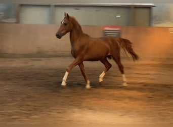 Pony tedesco, Stallone, 3 Anni, 147 cm, Sauro