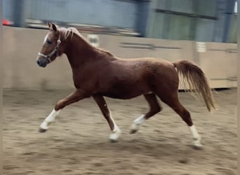 Pony tedesco, Stallone, 3 Anni, 147 cm, Sauro