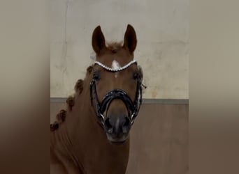 Pony tedesco, Stallone, 3 Anni, 147 cm, Sauro